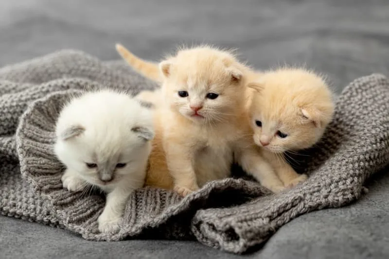 Newborn Kittens: When Do Kittens Open Their Eyes?
