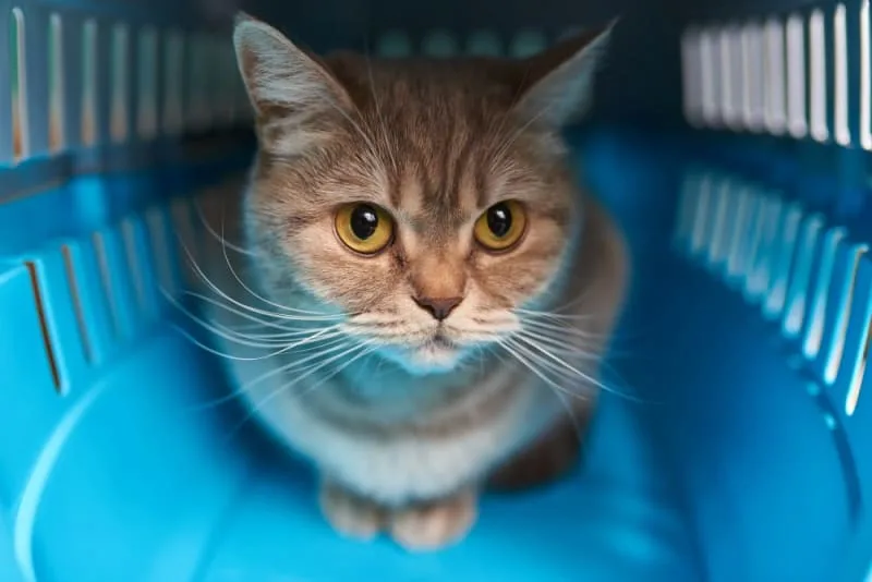 How Often Do You Take a Cat to the Vet?