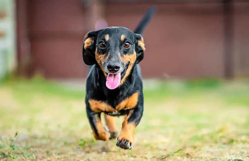 Intervertebral Disc Disease (IVDD) In Dogs: What Is It And How Is It Treated?