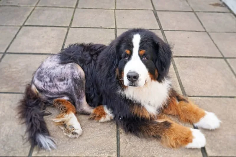Dog Hip Dysplasia Surgery - Different Options