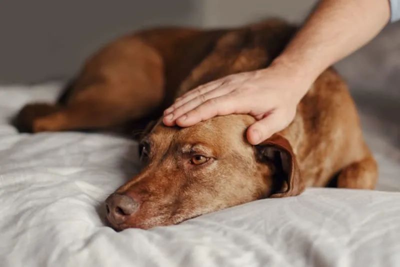 How to Prevent Valley Fever in Dogs