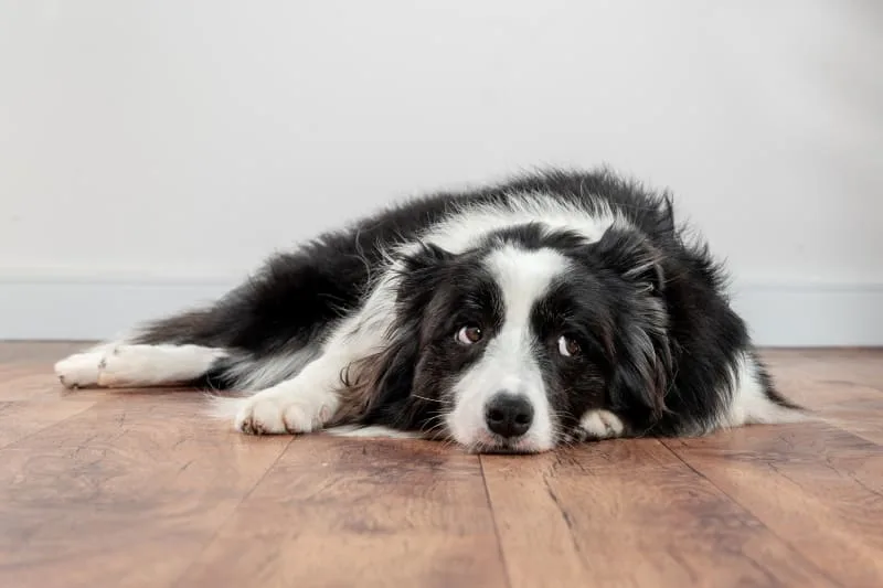 How Long Can You Leave a Dog Alone?