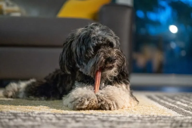 Dog Bone Safety: Can Dogs Eat Bones?