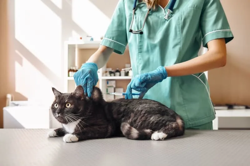 Cat Vaccination Schedule