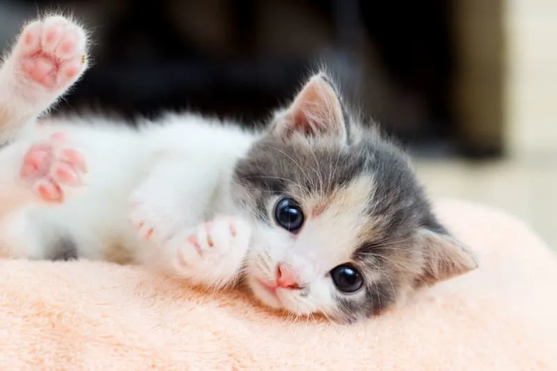 How to Take Care of a Kitten