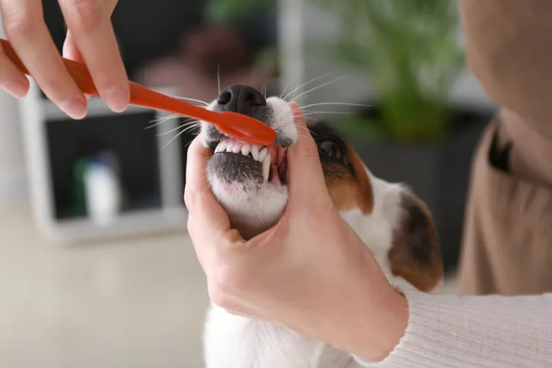 Brushing Your Dog's Teeth: How & How Often
