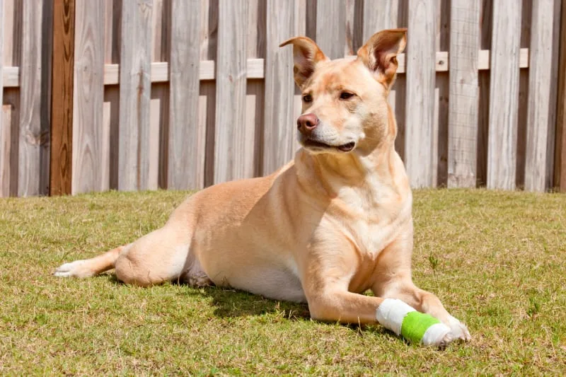 A Guide to Dog Wound Care