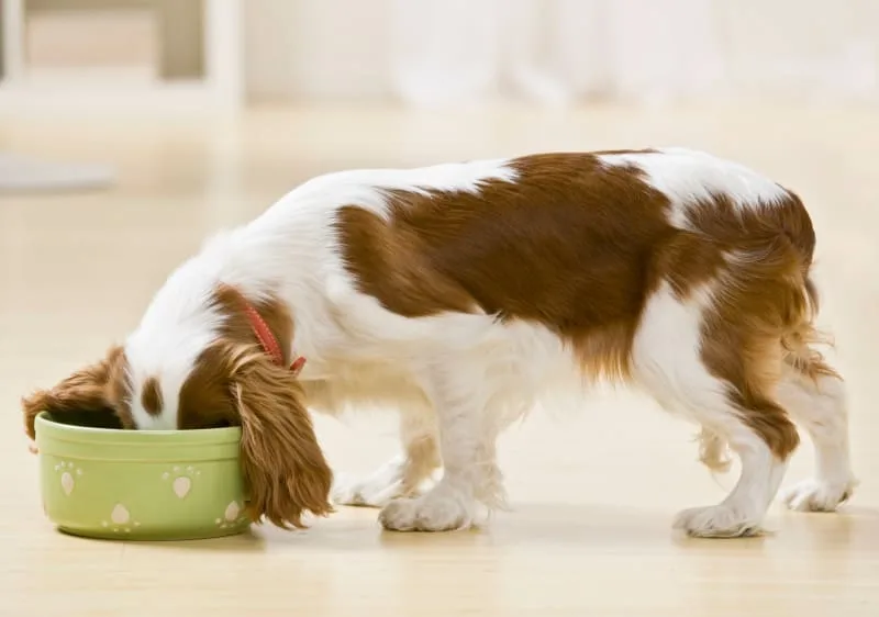 Help! Why won't my dog eat?