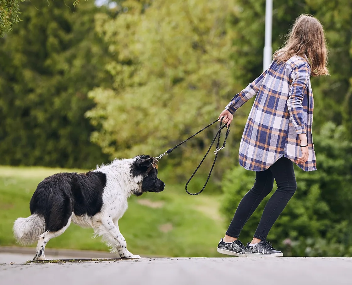 collie reluctant to walk on leash with girl