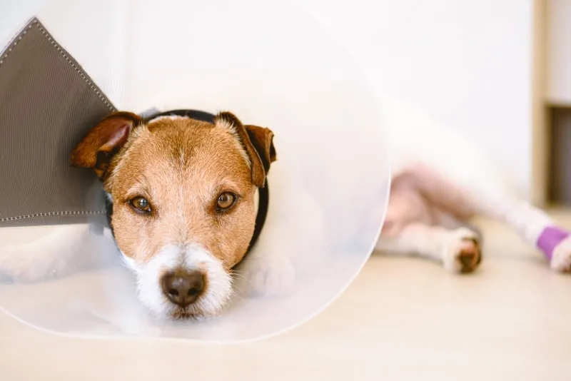 Dog Surgery 101
