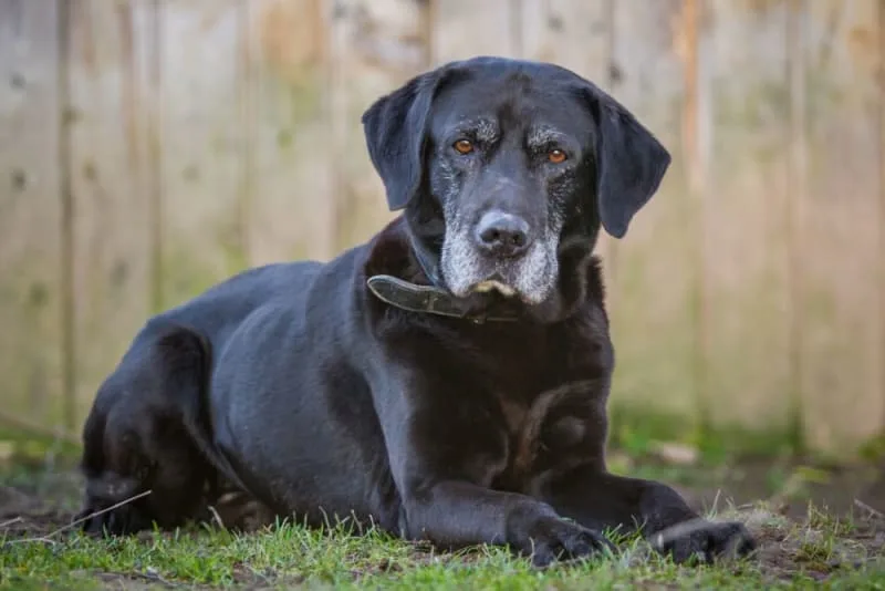 Tips on Caring for Senior Dogs