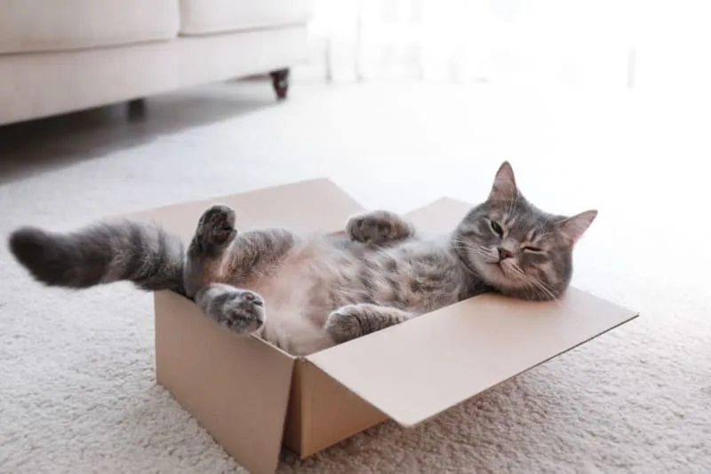 Hyperthyroidism in Cats: Symptoms, Diagnosis & Treatment Options