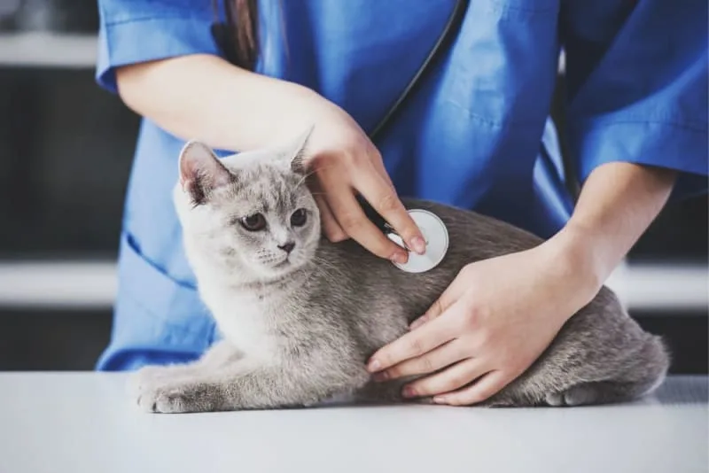 Cat Hernia Surgery