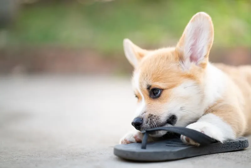 How To Deal With Your Puppy Teething