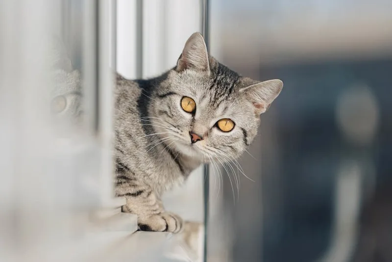 Does my indoor cat really need to be vaccinated?