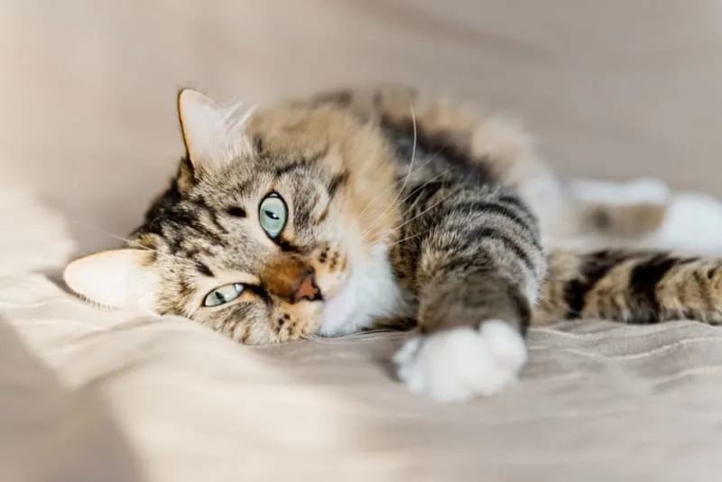 Rabies in Cats