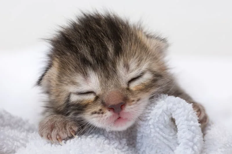 Newborn Kittens: When Do They Open Their Eyes?