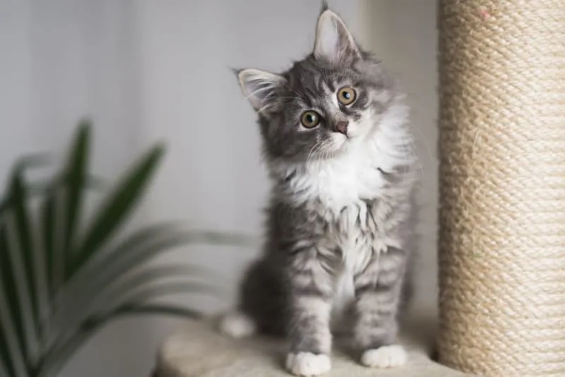 Kitten Age Chart: How to Tell How Old a Kitten Is