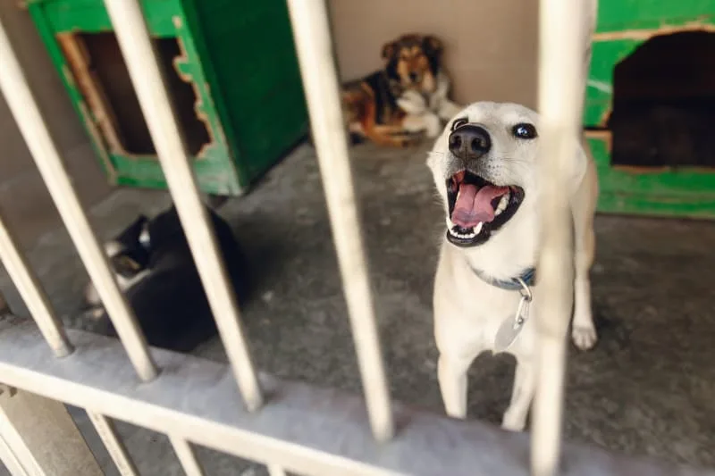 Boarding Options for Your Pet