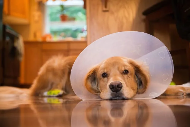 TPLO Surgery in Dogs