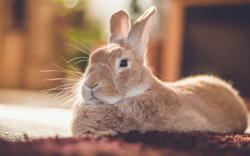 How Often Should I Take My Bunny To The Vet?