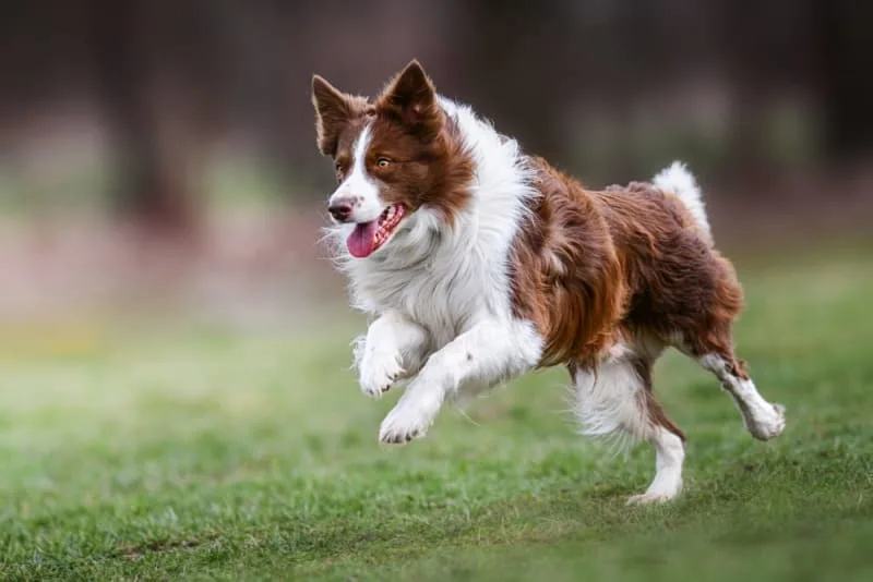 How to Strengthen an Old Dog's Hind Legs