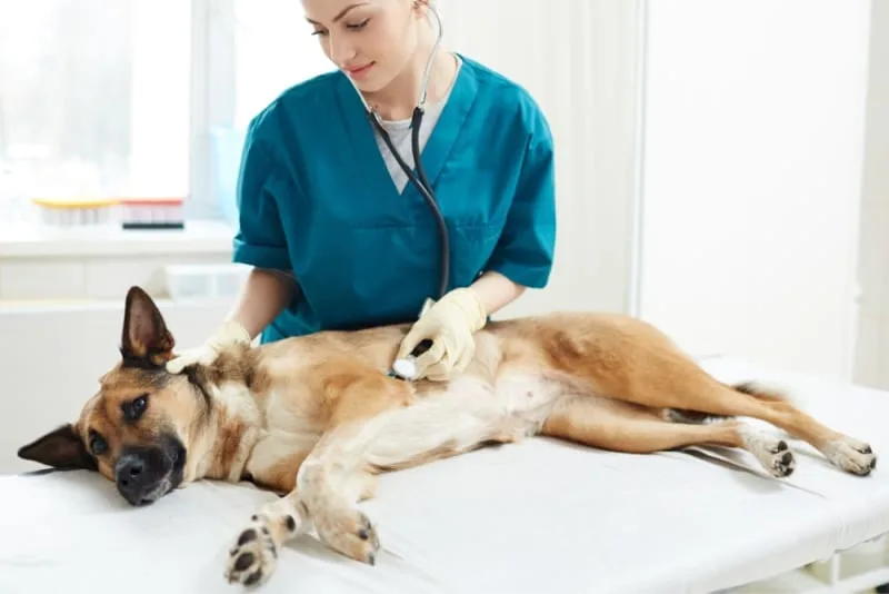 Treatment for Cushing's Disease in Dogs