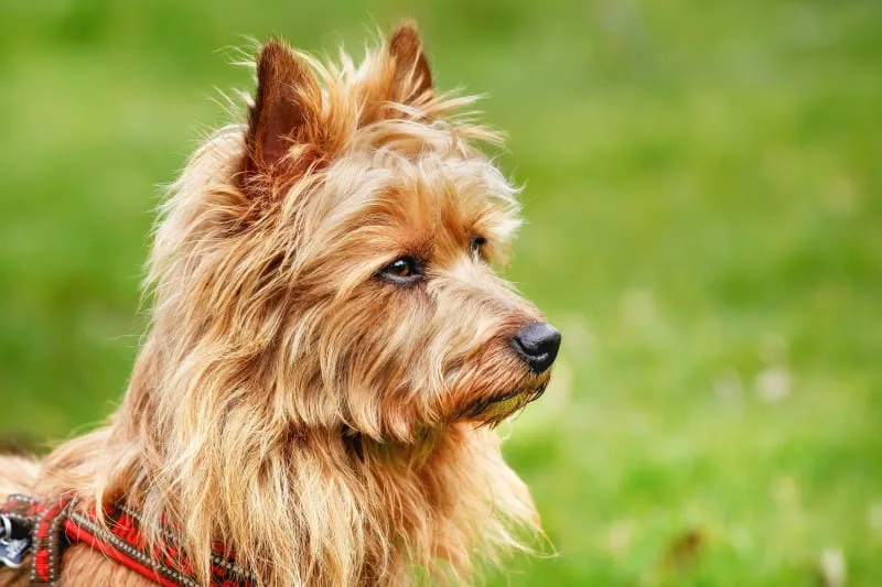 All About Cushing's Disease In Dogs