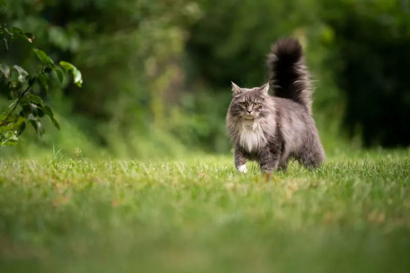 Standard Cat & Kitten Vaccine Schedules