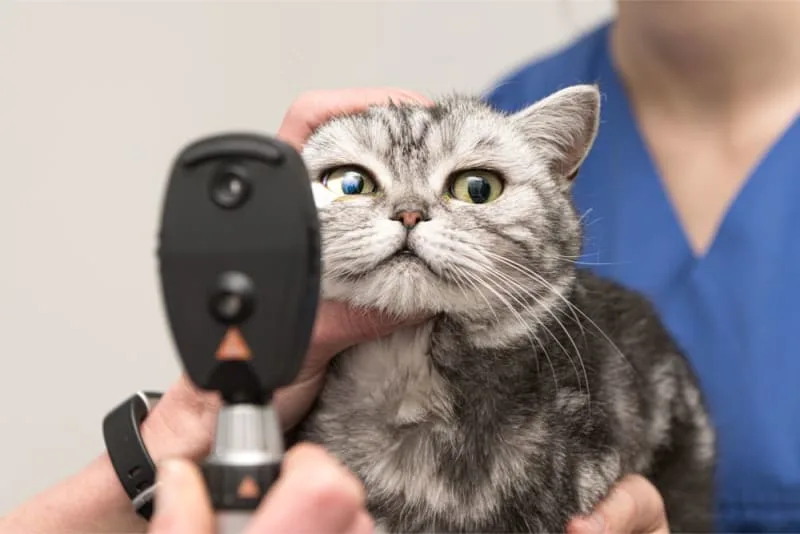 Eye Injuries in Pets: When to Seek Veterinary Care