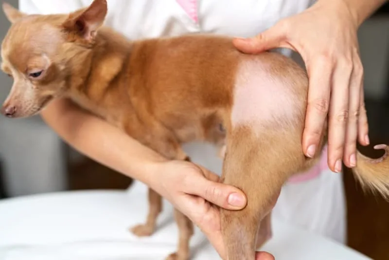 Why Is My Dog Losing Hair?