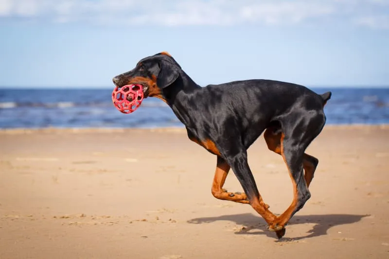 Best Dogs for Protection & Family