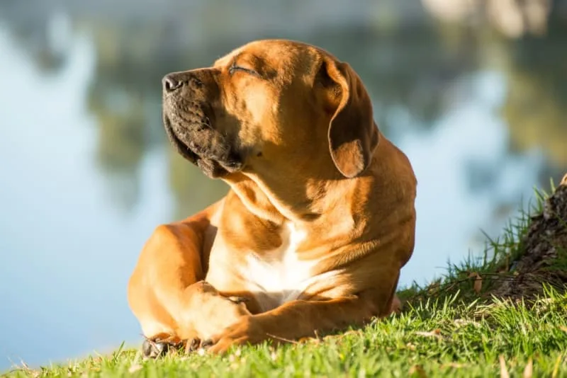 Heatstroke in Dogs