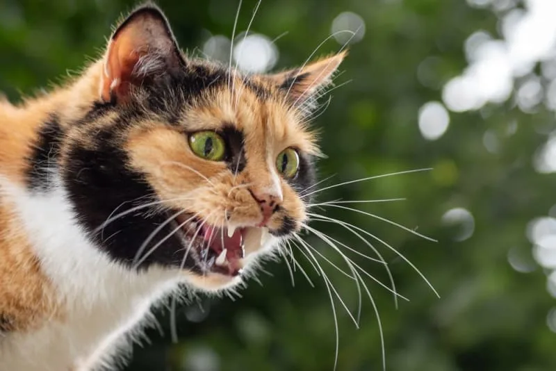 Rabies Symptoms in Cats
