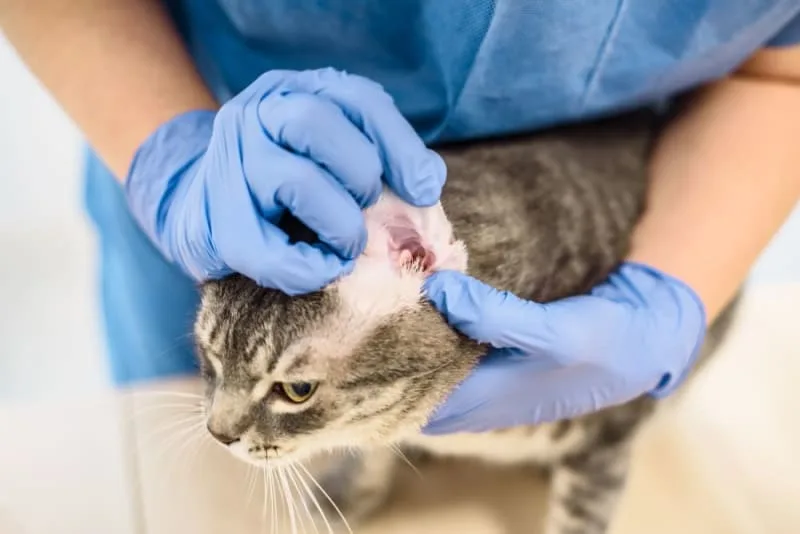 Ear Infections in Cats