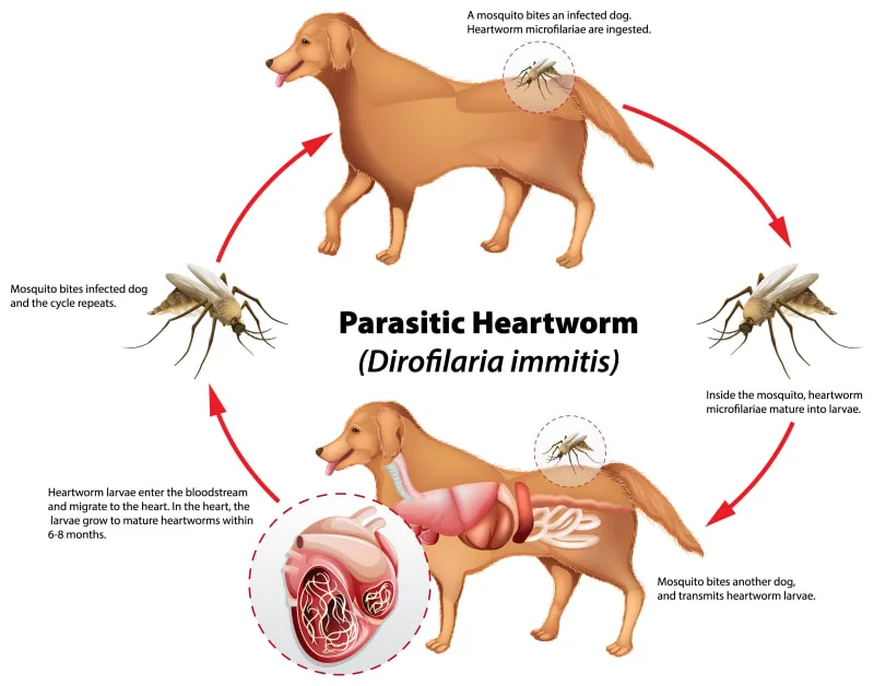 Know the Signs - Heartworm Prevention in Dogs