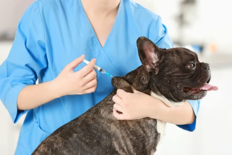 Should I Get my Dog Vaccinated?