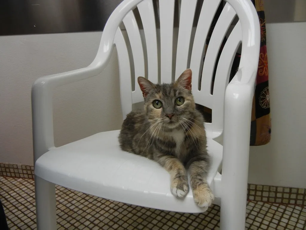 cat sitting on chair at veterinary office