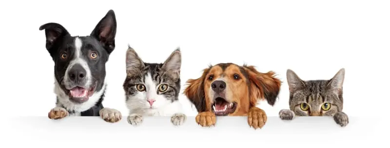How To Choose The Right Pet