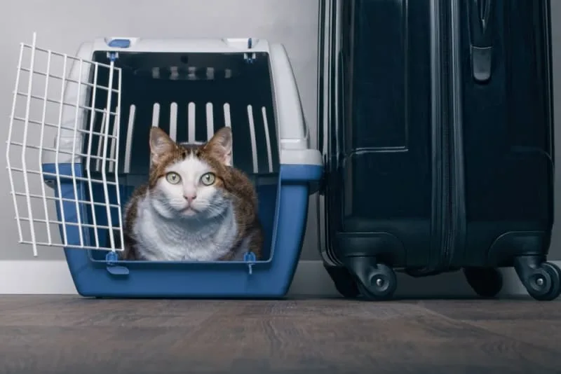 How to Travel With a Cat: Tips For a Low-Stress Trip