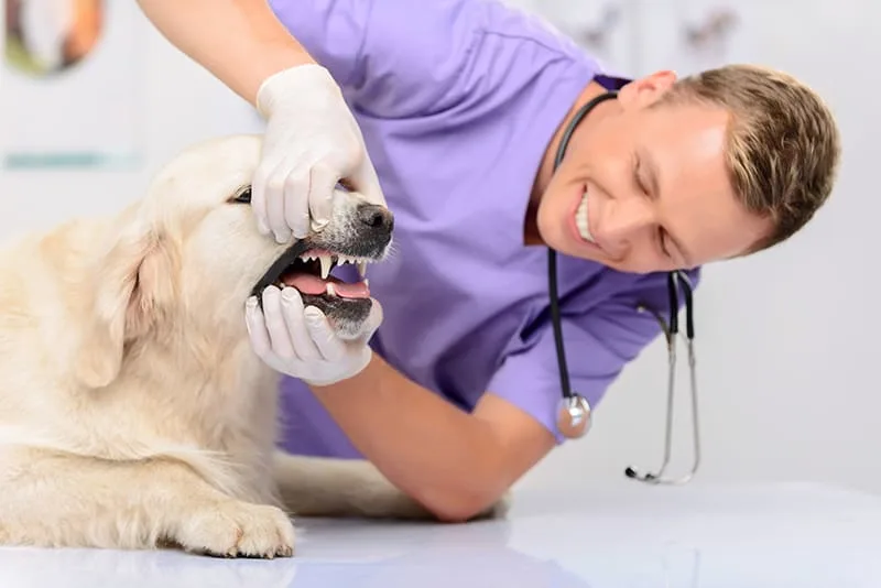 What Does a Vet Do During a Routine Checkup
