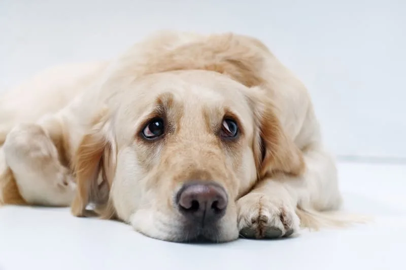 Laryngeal paralysis in dogs