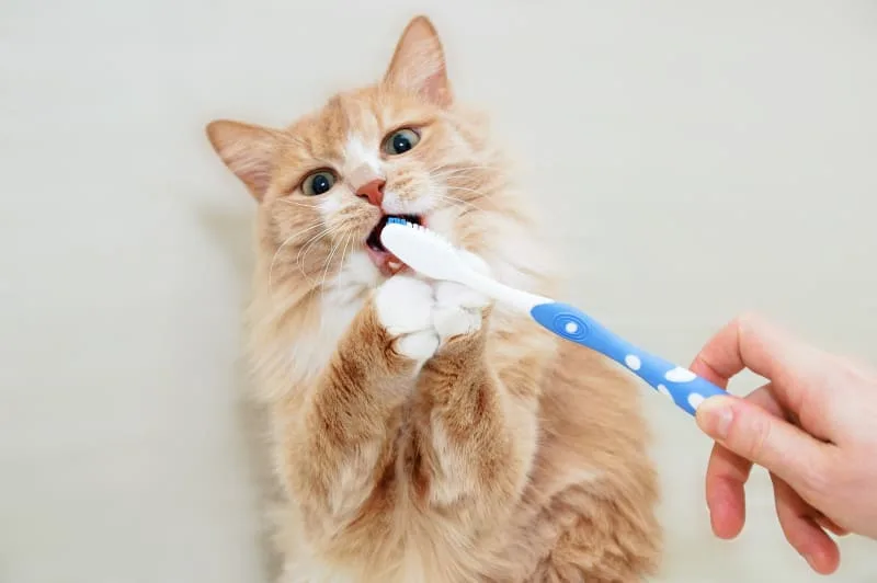 Cat Teeth Cleaning: A Pet Owners Guide