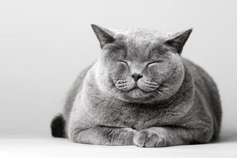 The Lifespan of Cats