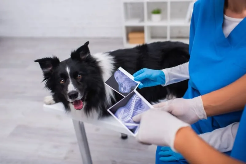What to Expect When You Take Your Dog For an X-Ray