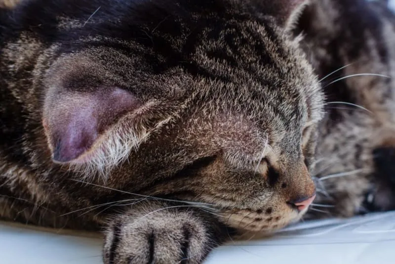 Aural Hematoma in Cat: When Is Surgery Needed