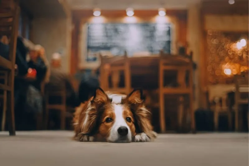 Symptoms of Diabetes in Dogs