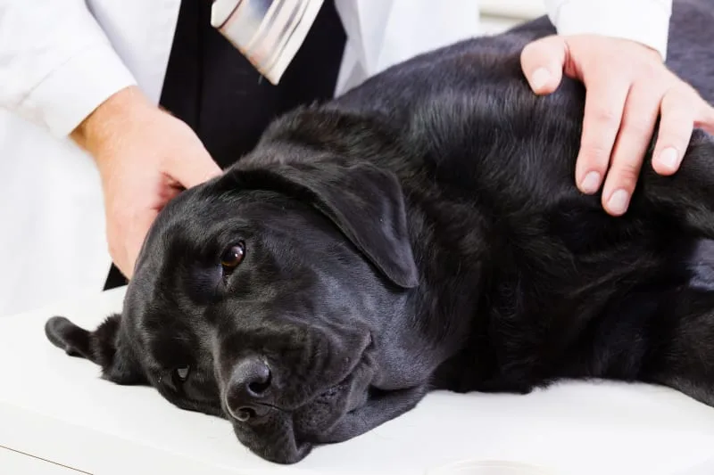 Has my dog been poisoned?