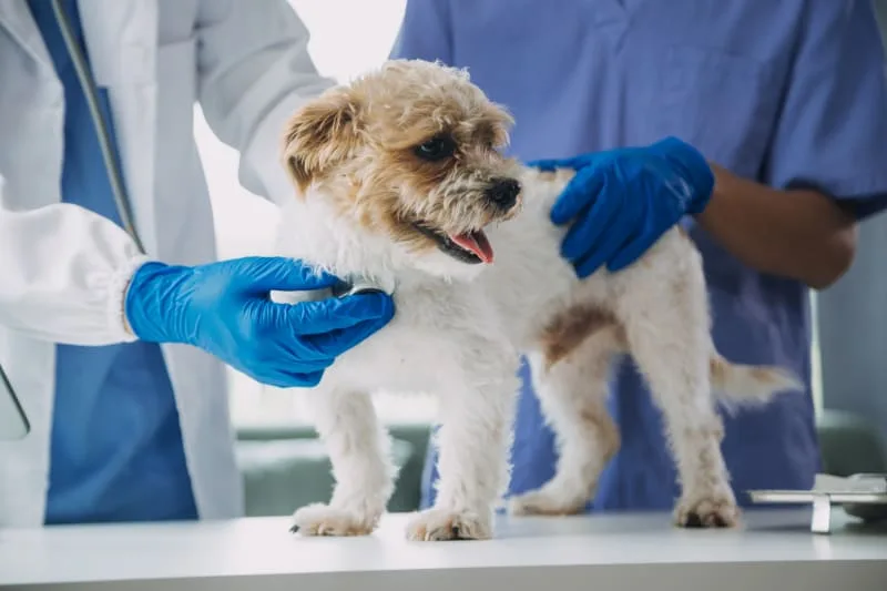 How Often Should I Bring My Dog To The Vet?