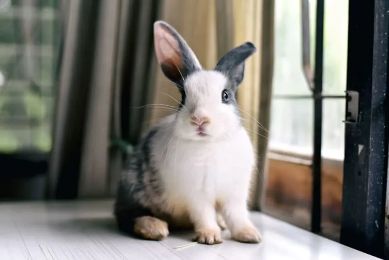 Rabbit Lifespan: How Long Do Pet Rabbits Live?